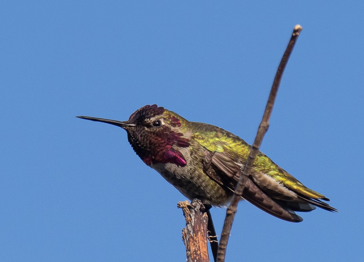 Anna's Hummingbird - ML619960155