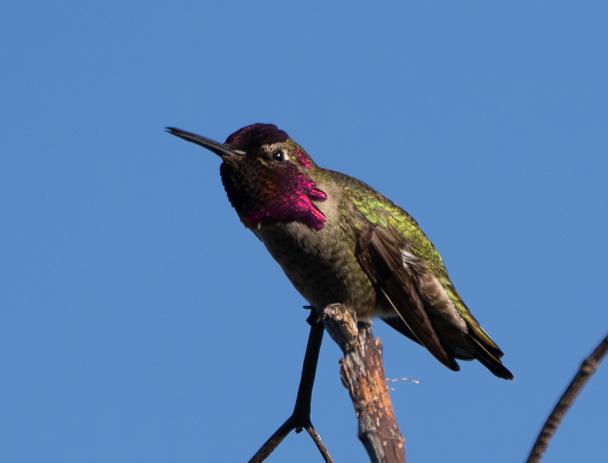 Anna's Hummingbird - ML619960156