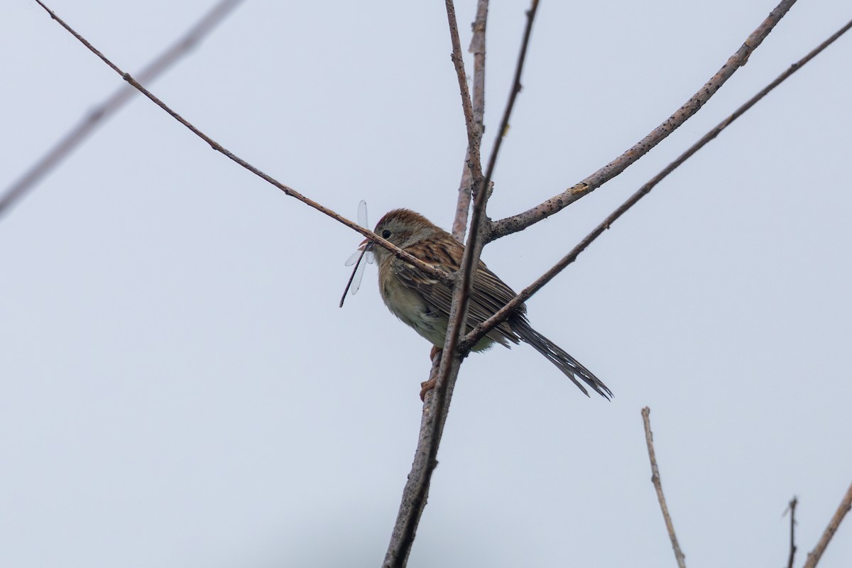 Field Sparrow - ML619960158