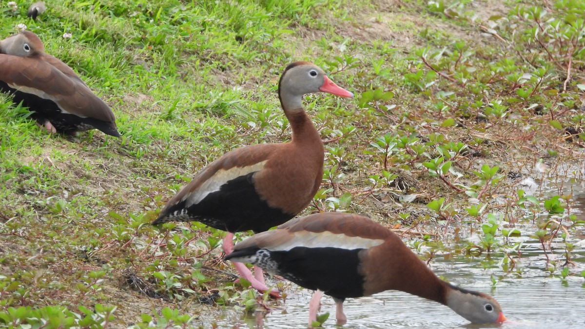 Black-bellied Whistling-Duck - ML619960159