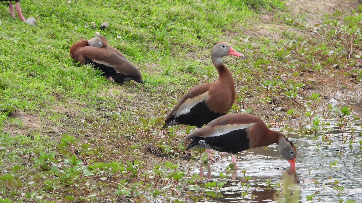 Black-bellied Whistling-Duck - ML619960161