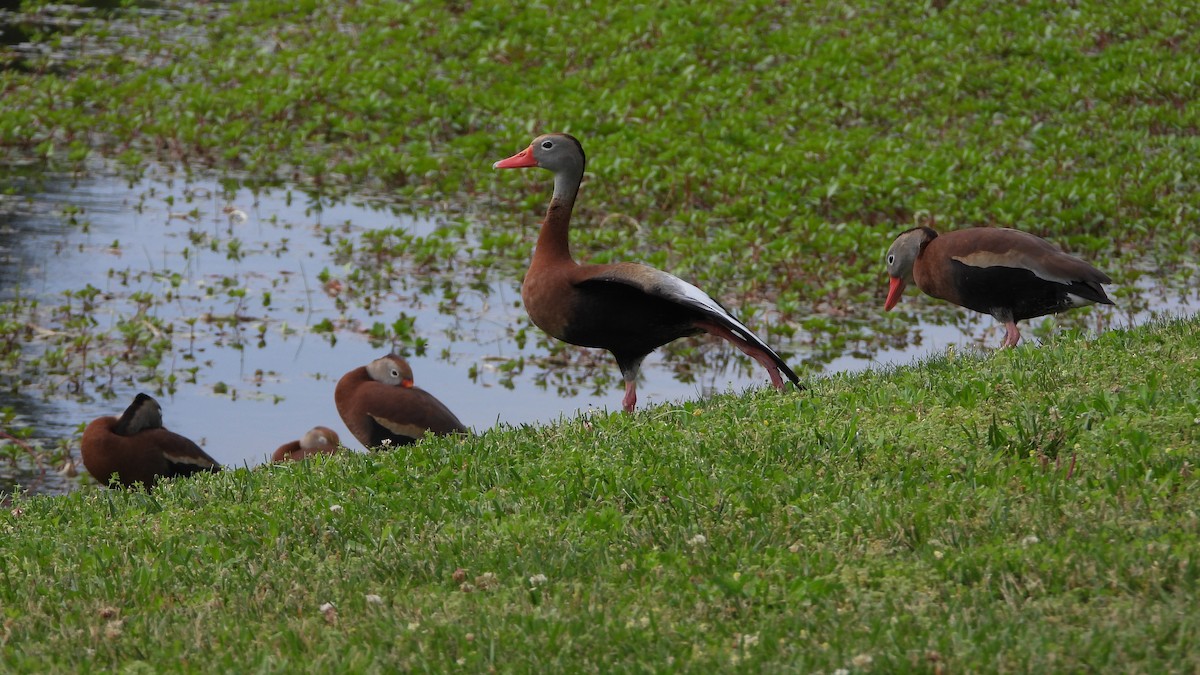 Black-bellied Whistling-Duck - ML619960163