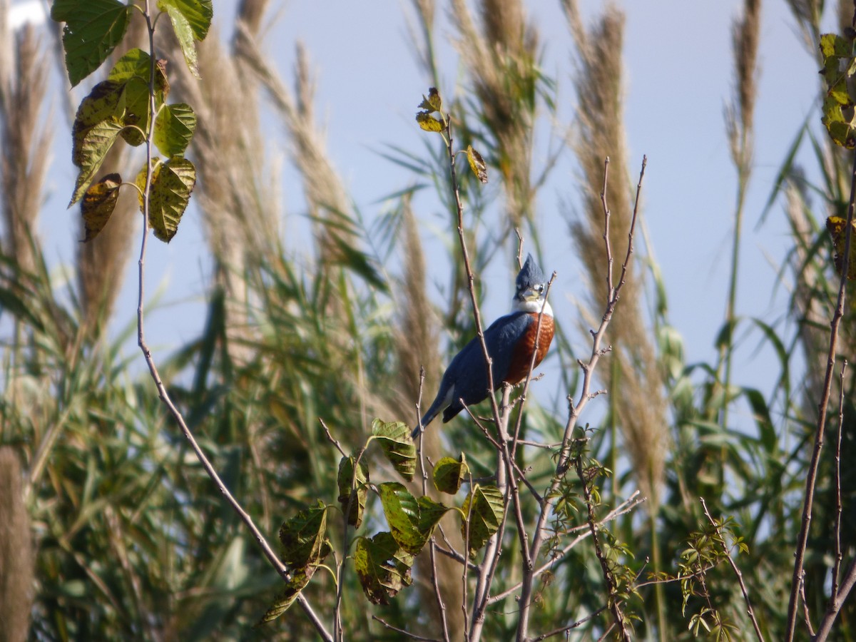 Ringed Kingfisher - ML619960172