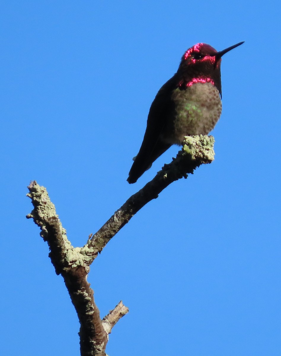 Anna's Hummingbird - ML619960191