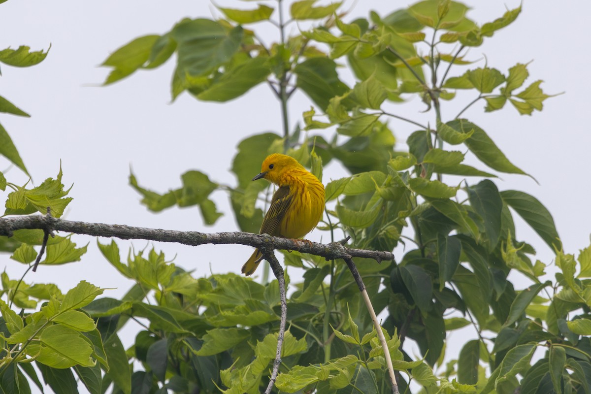 Paruline jaune - ML619960214