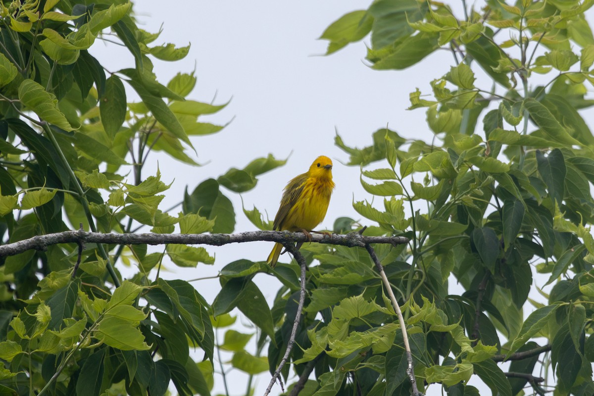 Paruline jaune - ML619960215