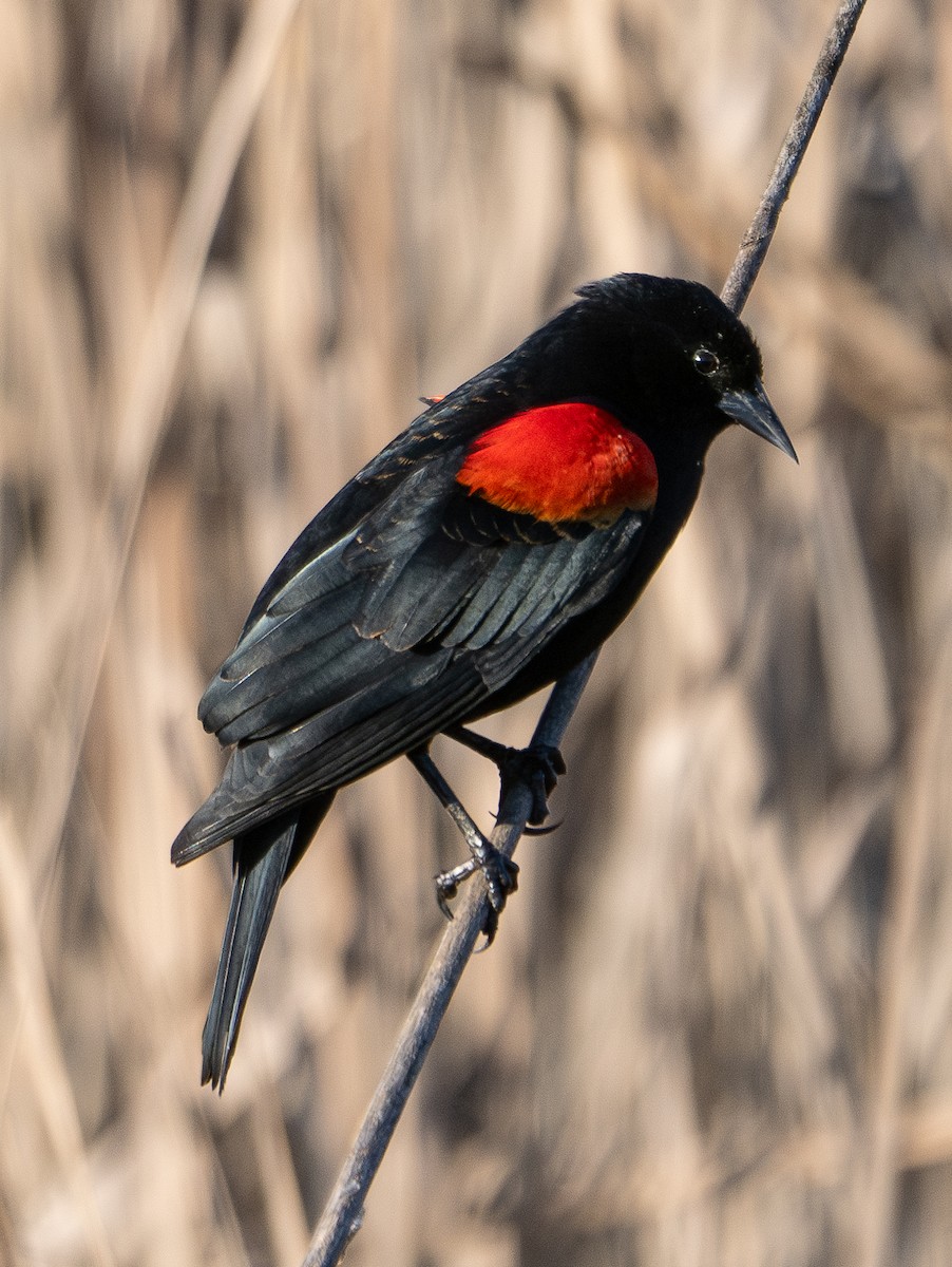 Red-winged Blackbird - ML619960232