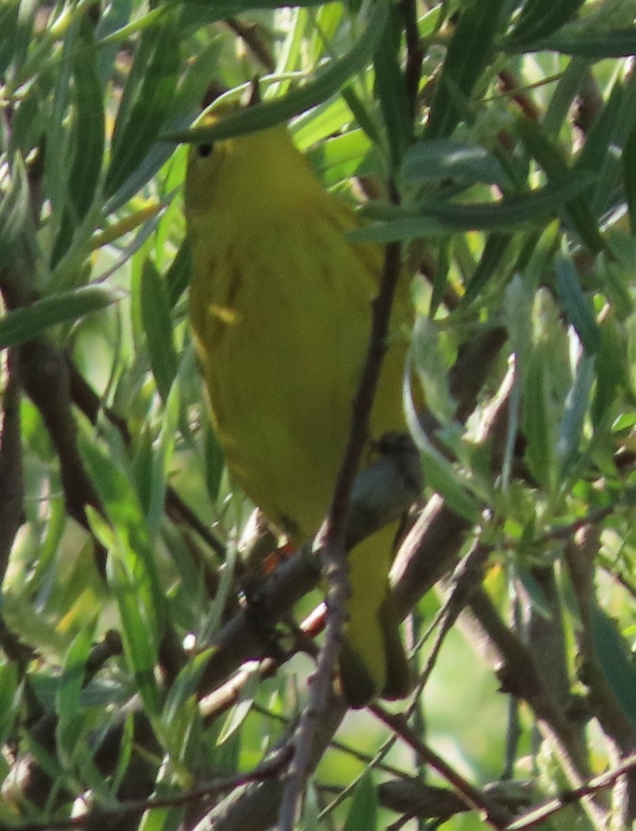 Yellow Warbler - ML619960252