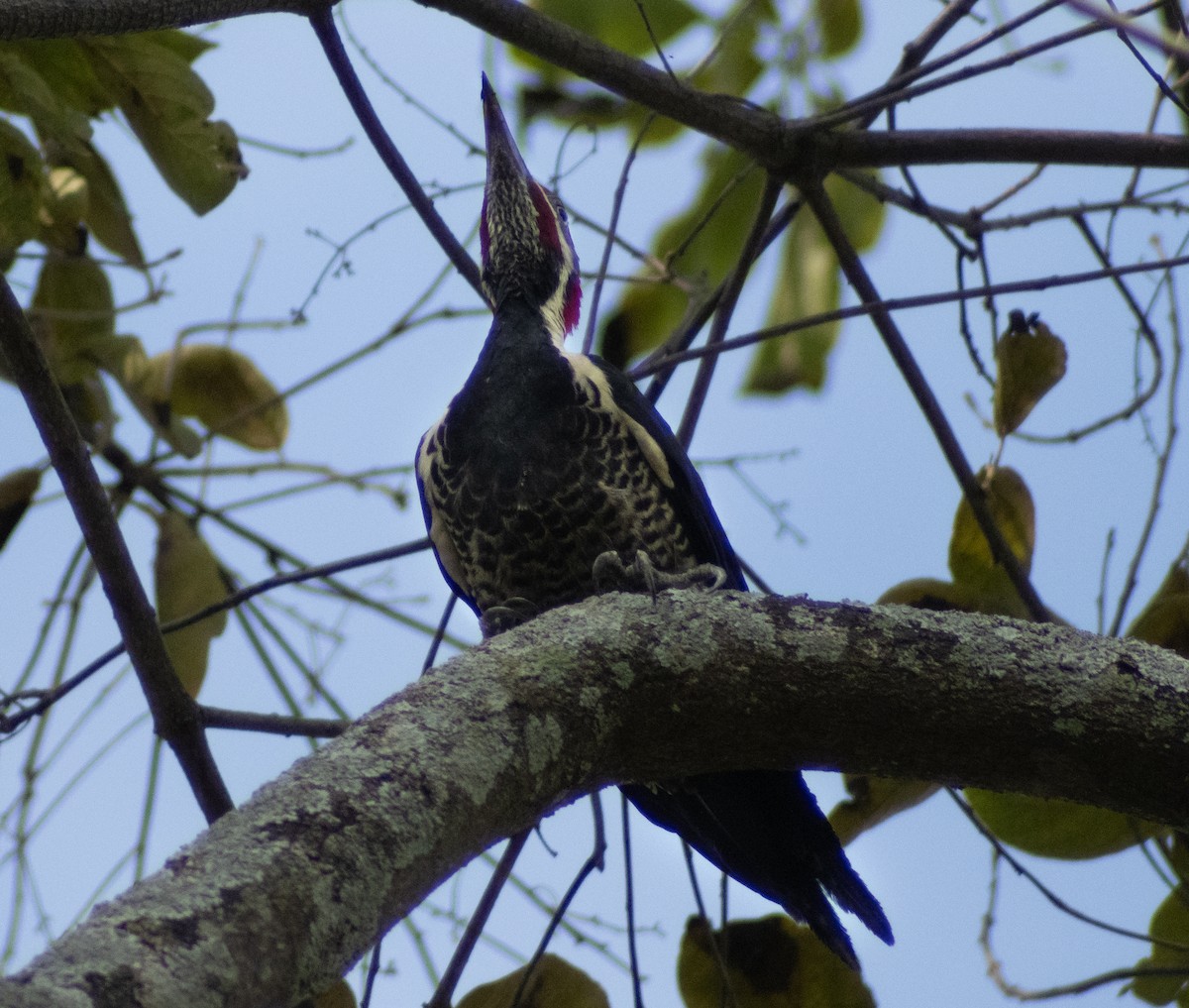 Lineated Woodpecker - ML619960255
