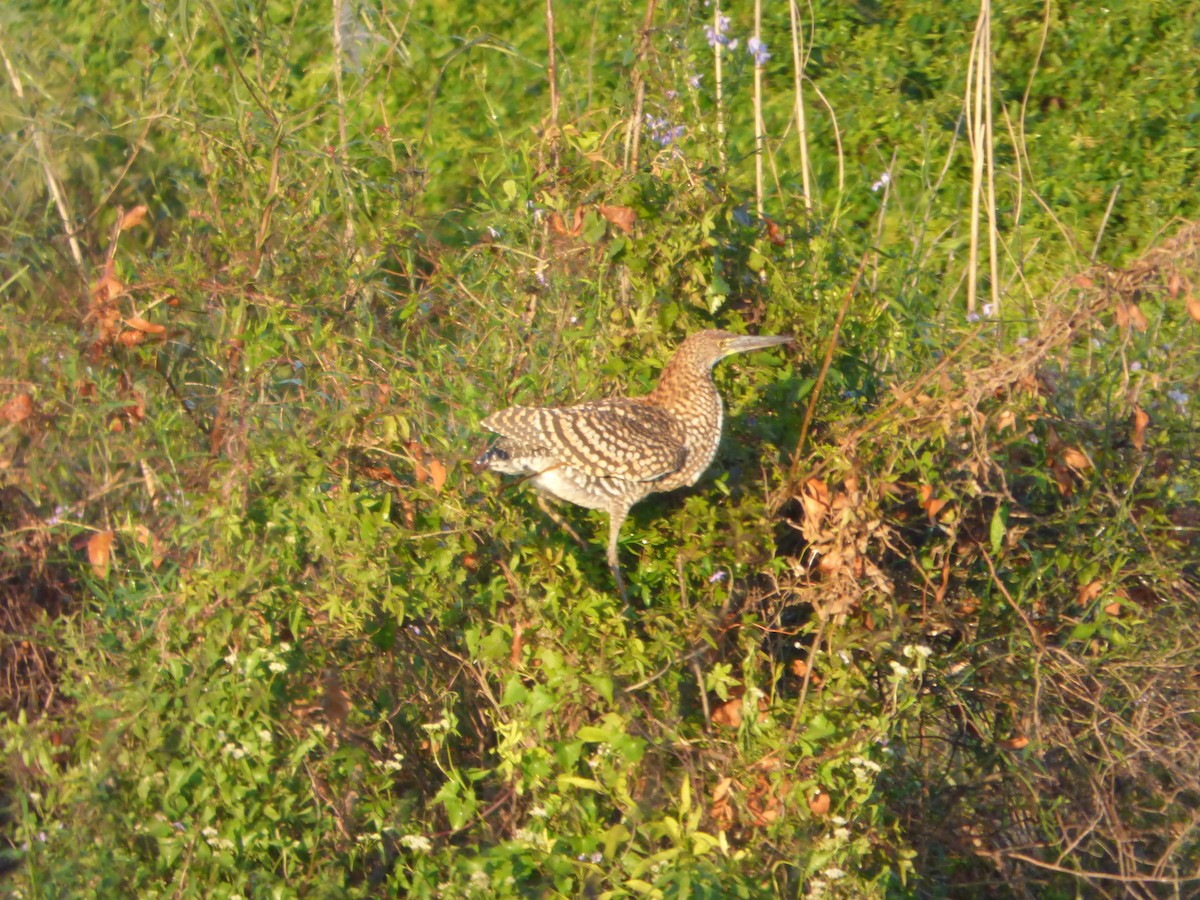 Rufescent Tiger-Heron - ML619960268