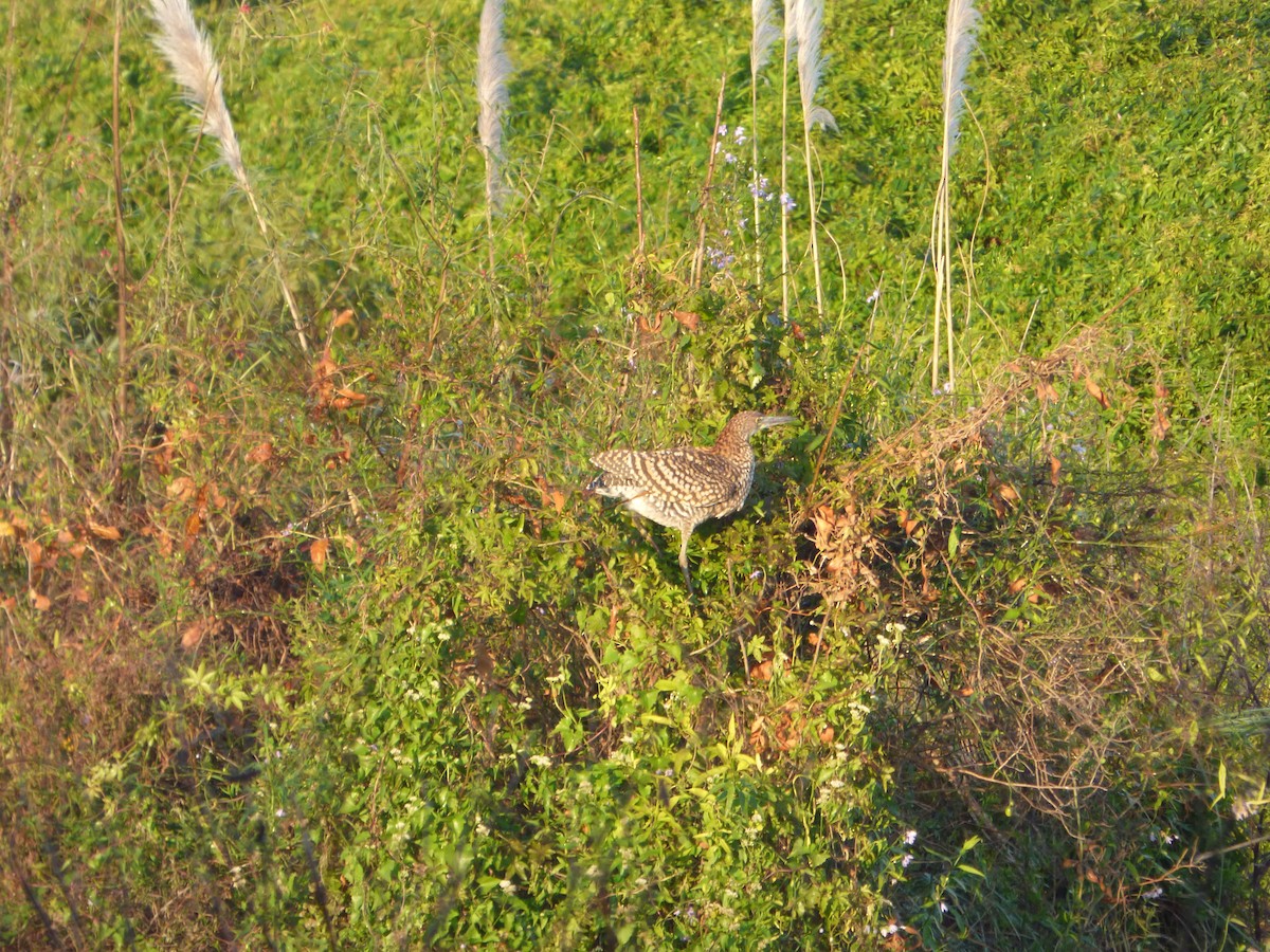 Rufescent Tiger-Heron - ML619960269