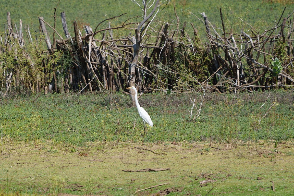 Great Egret - ML619960297