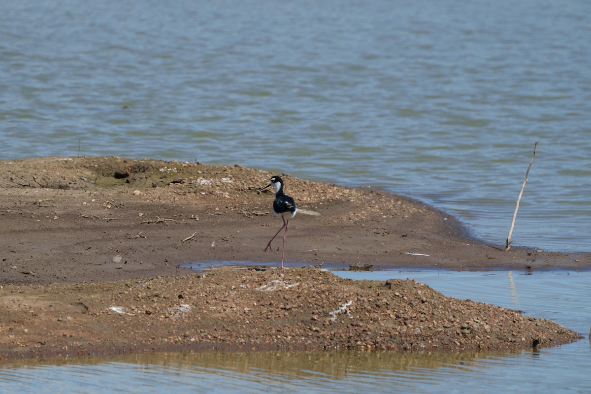 Black-necked Stilt - ML619960309