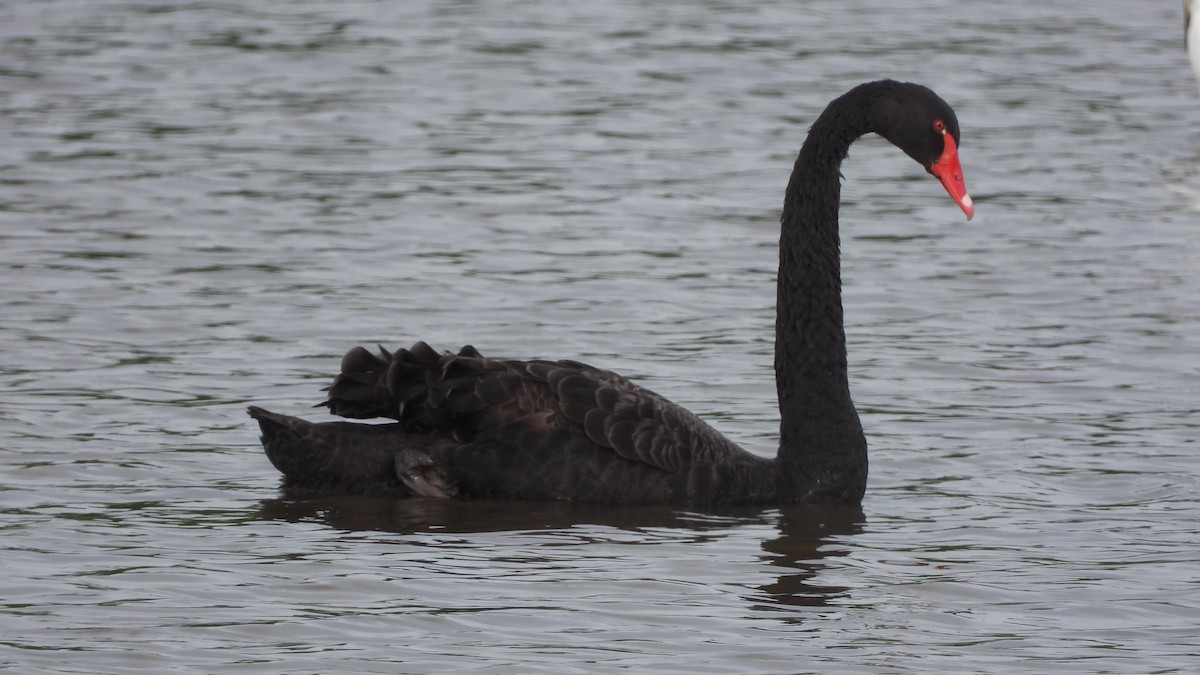 Cisne Negro - ML619960338