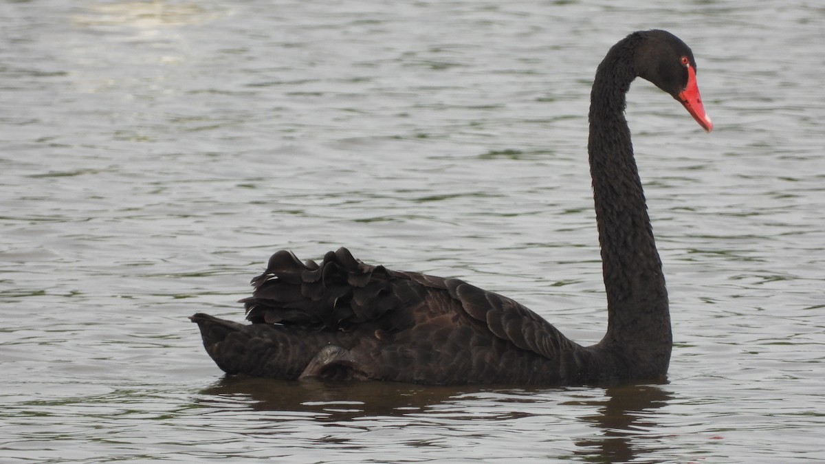 Black Swan - ML619960340