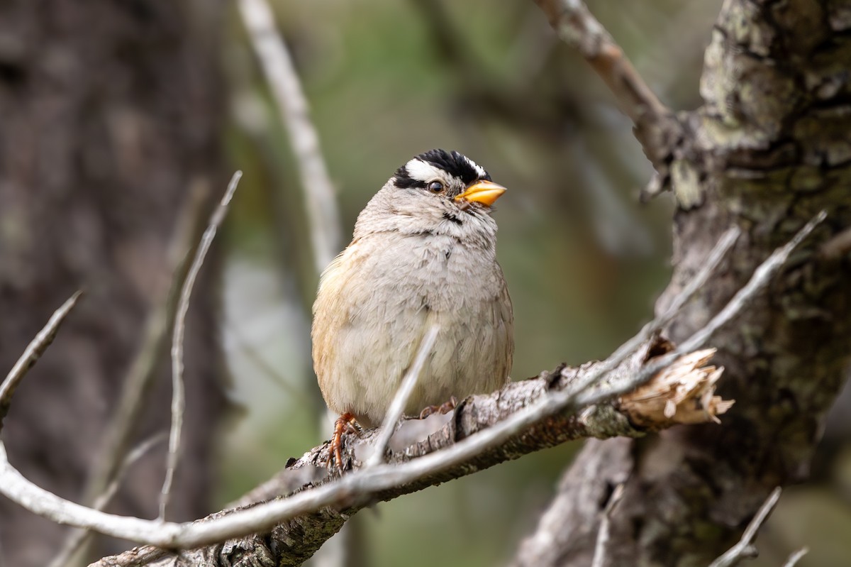 White-crowned Sparrow - ML619960341