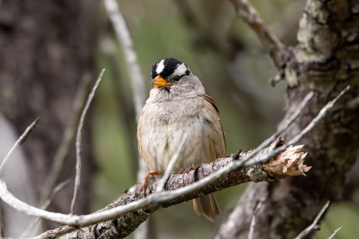 White-crowned Sparrow - ML619960342