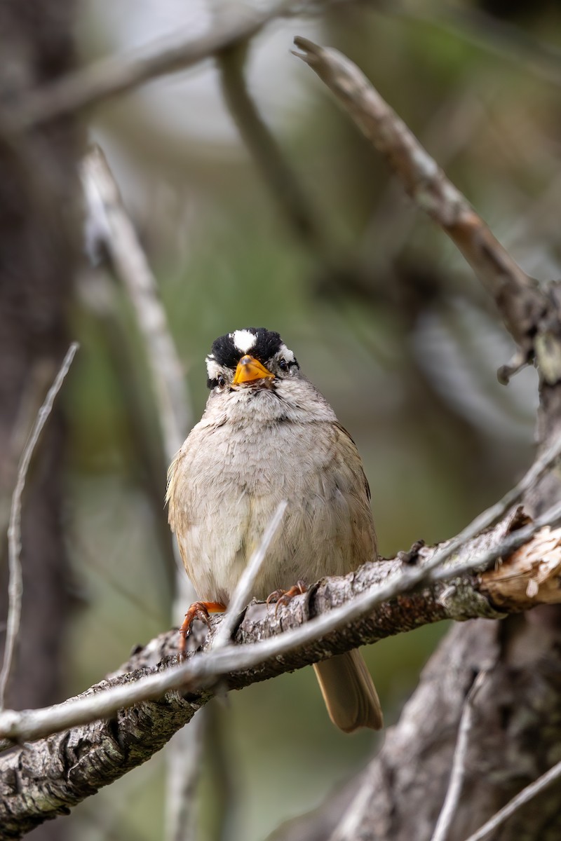 White-crowned Sparrow - ML619960343