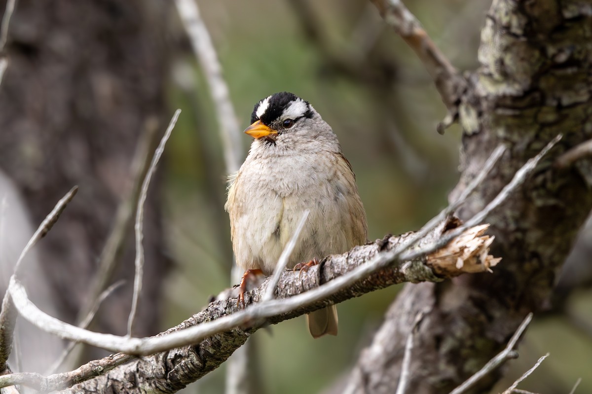 White-crowned Sparrow - ML619960344