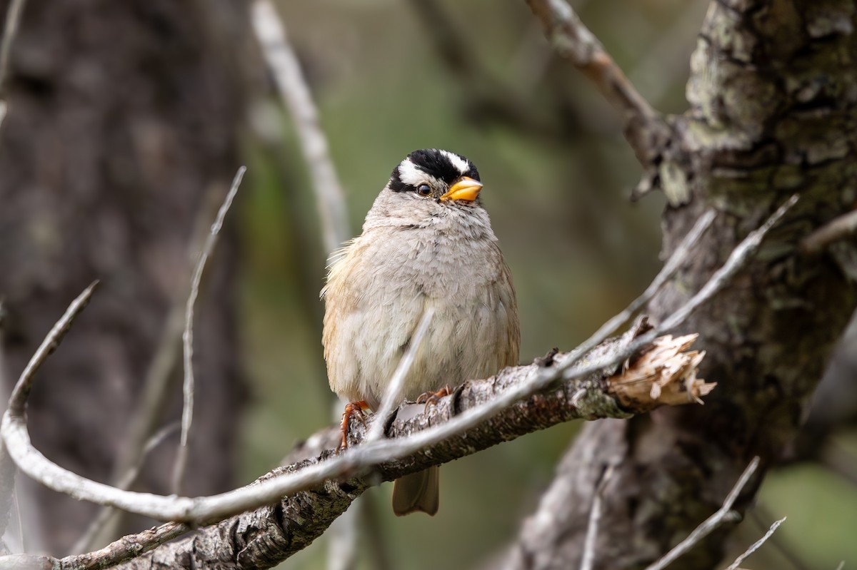 White-crowned Sparrow - ML619960345