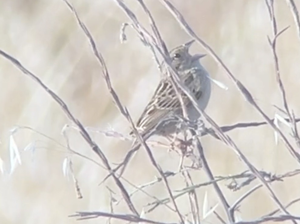 Grasshopper Sparrow - ML619960349