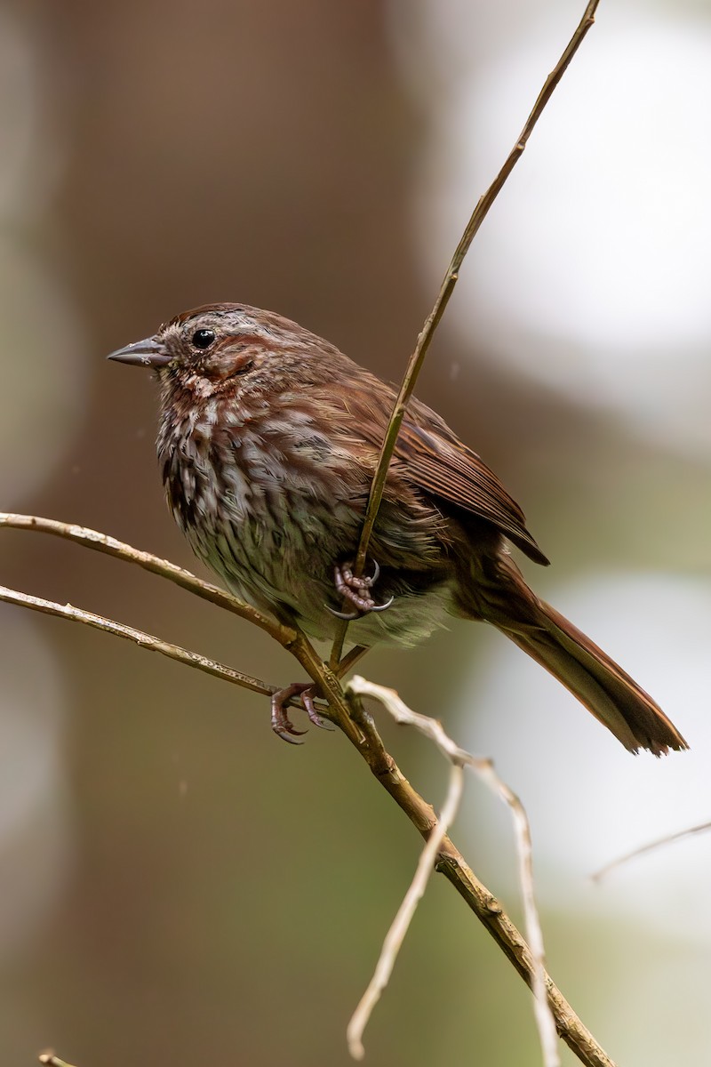 Song Sparrow - ML619960367