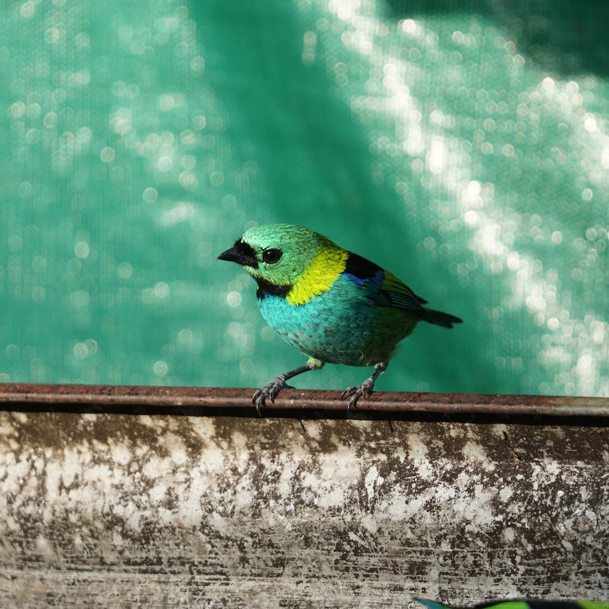 Green-headed Tanager - ML619960376