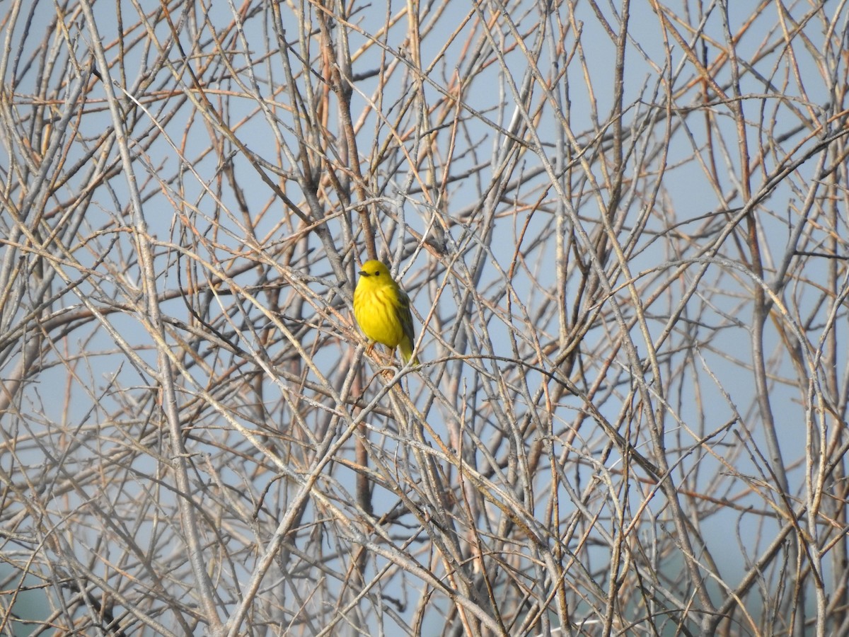 Yellow Warbler - ML619960388