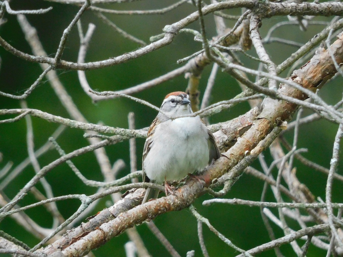 Chipping Sparrow - ML619960391