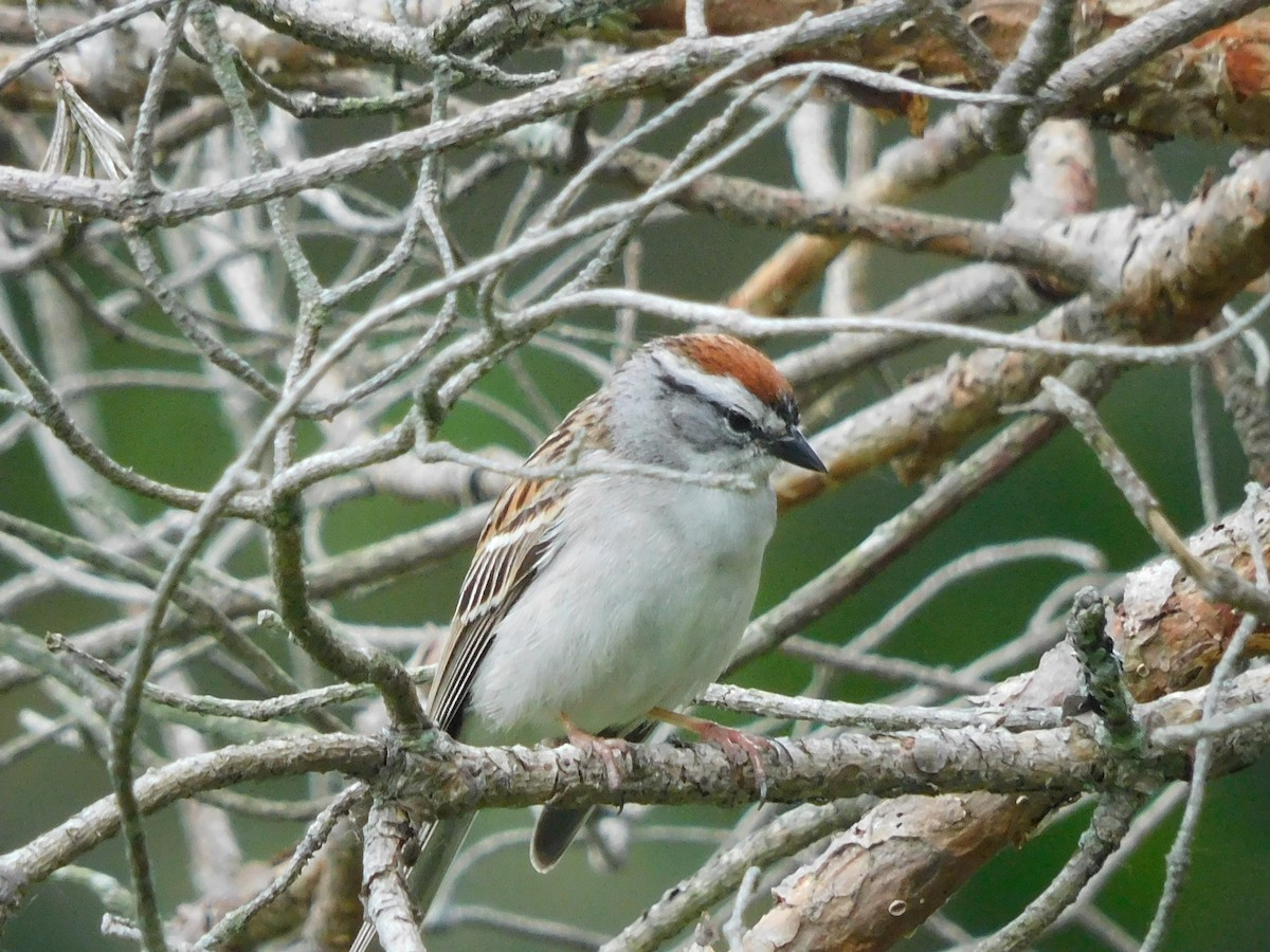 Chipping Sparrow - ML619960392