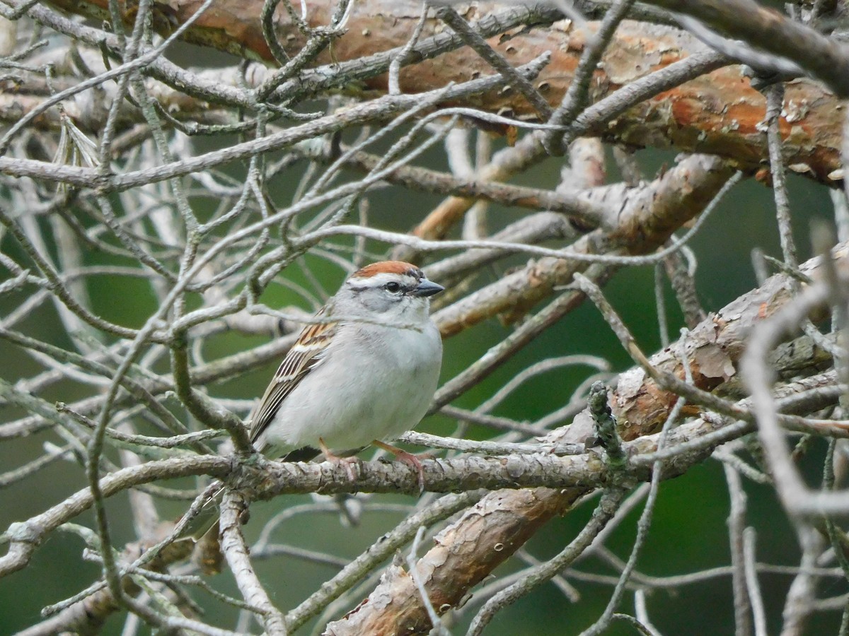 Chipping Sparrow - ML619960393