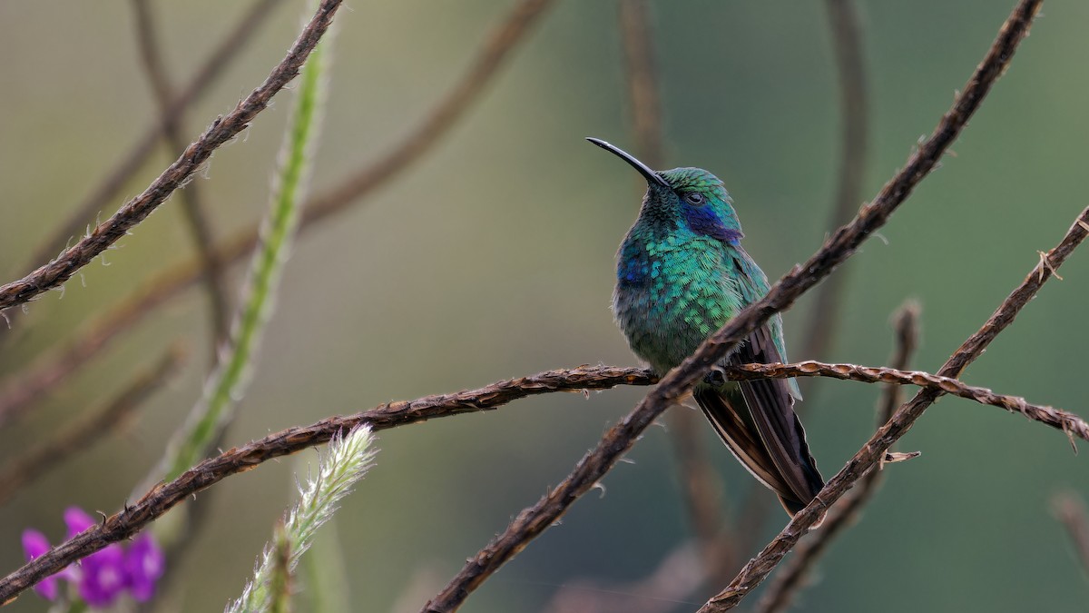 kolibřík modrouchý - ML619960413