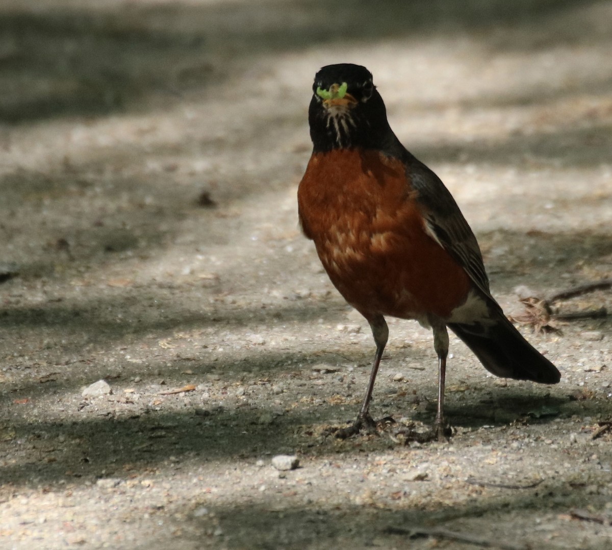 American Robin - ML619960426