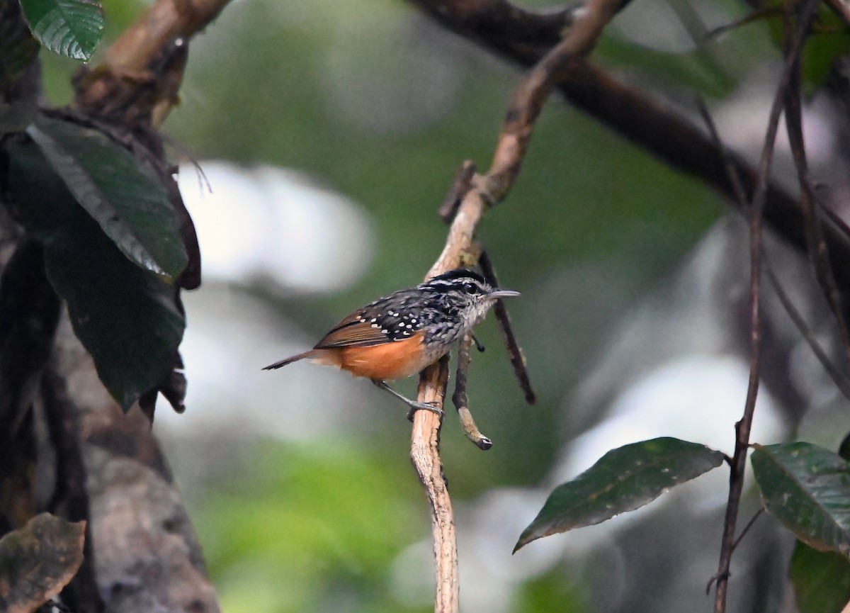 Peruvian Warbling-Antbird - ML619960437