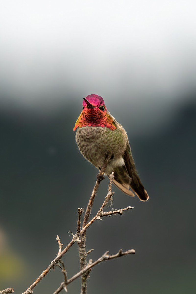 Anna's Hummingbird - ML619960441
