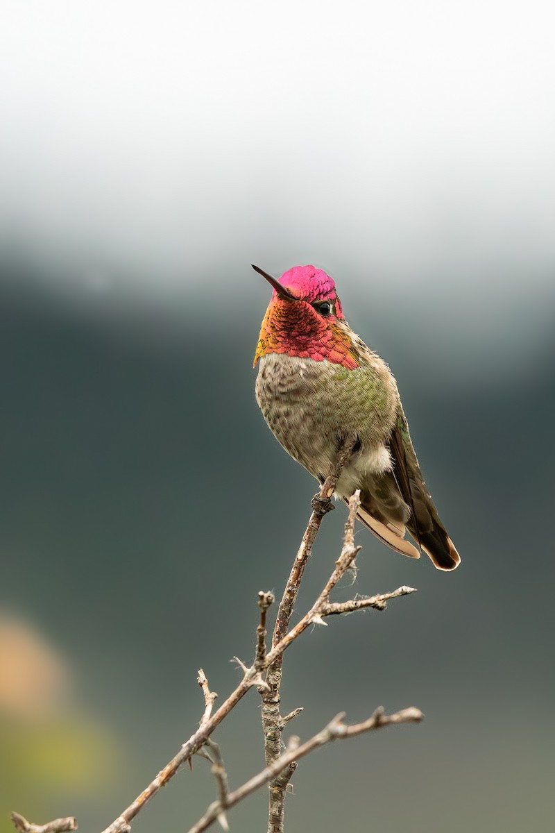 Anna's Hummingbird - ML619960444