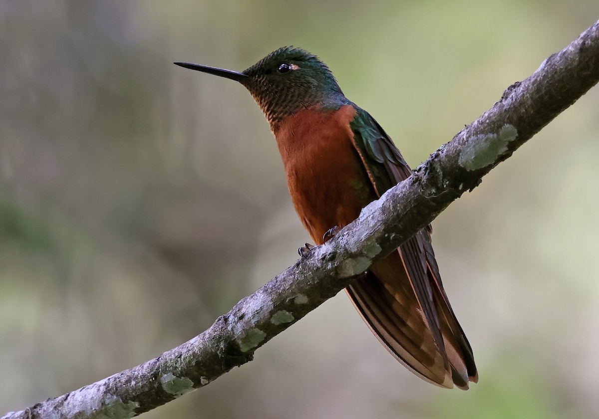 kolibřík peruánský - ML619960447