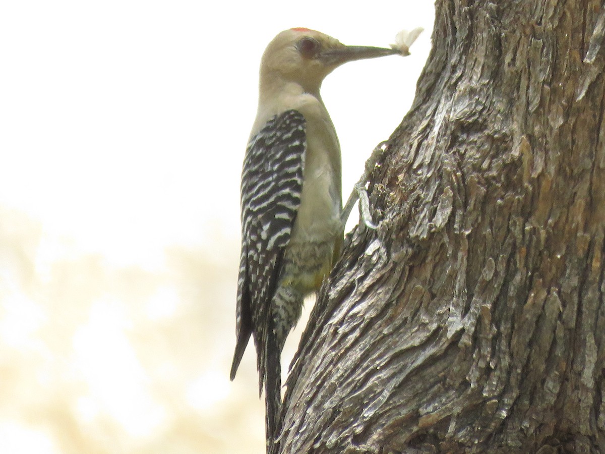 Gila Woodpecker - ML619960448