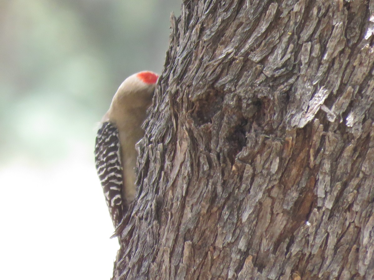 Gila Woodpecker - ML619960449