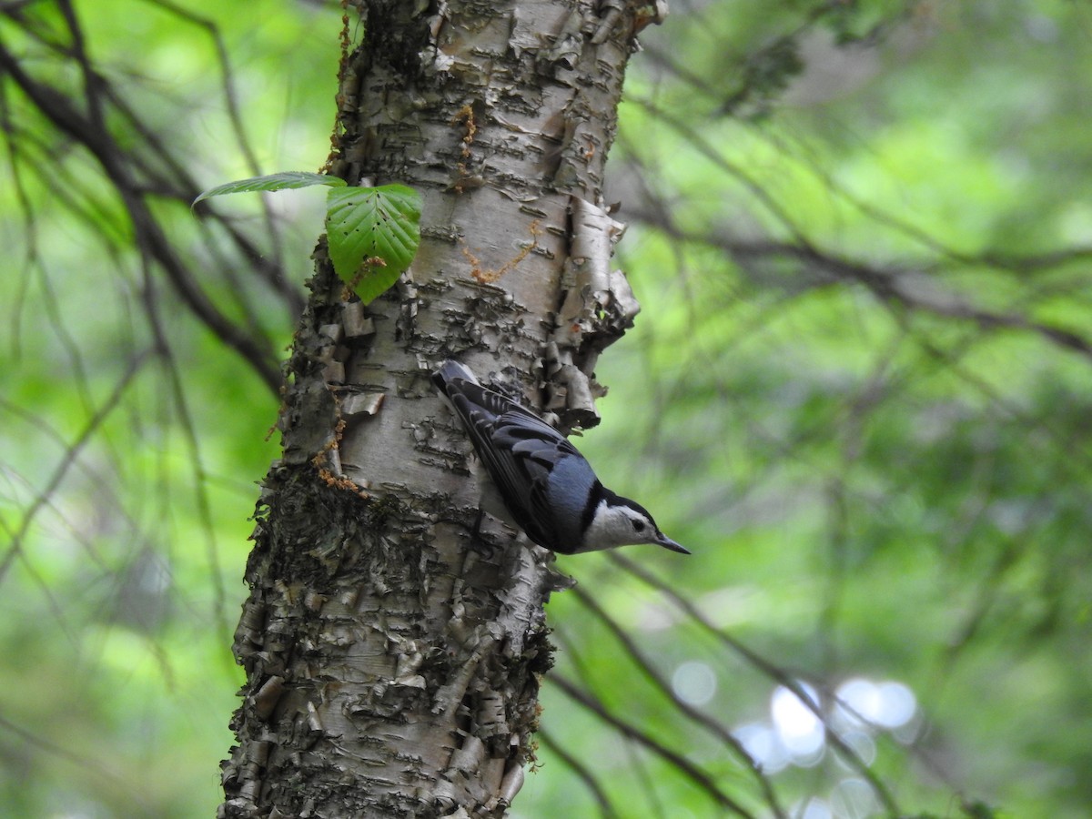 White-breasted Nuthatch - ML619960453