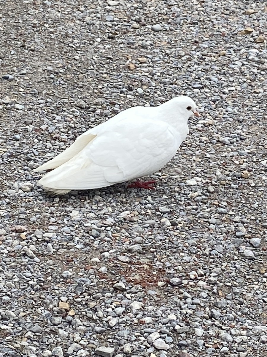 Сизый голубь (Одомашненного типа) - ML619960462