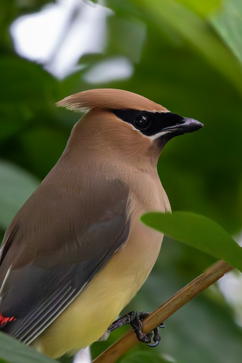 Cedar Waxwing - Tristan Chapman