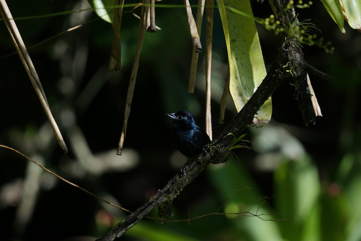 Ruby-crowned Tanager - ML619960476