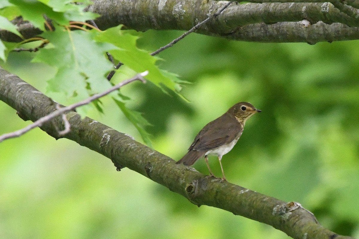 Swainson's Thrush (Olive-backed) - ML619960483