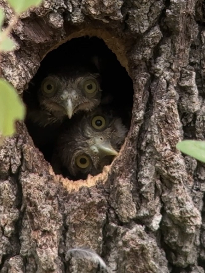 Ferruginous Pygmy-Owl - ML619960485