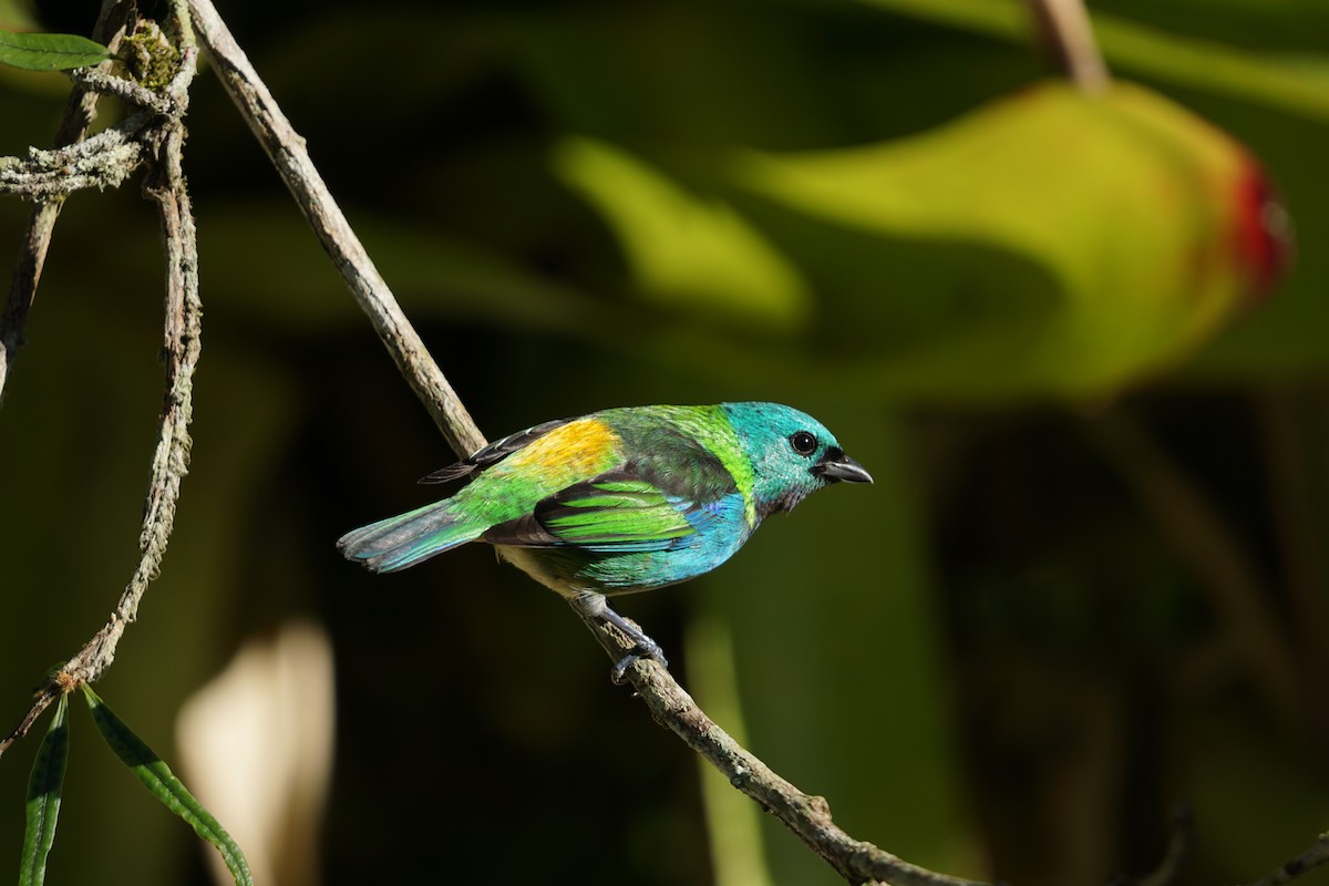 Green-headed Tanager - ML619960488
