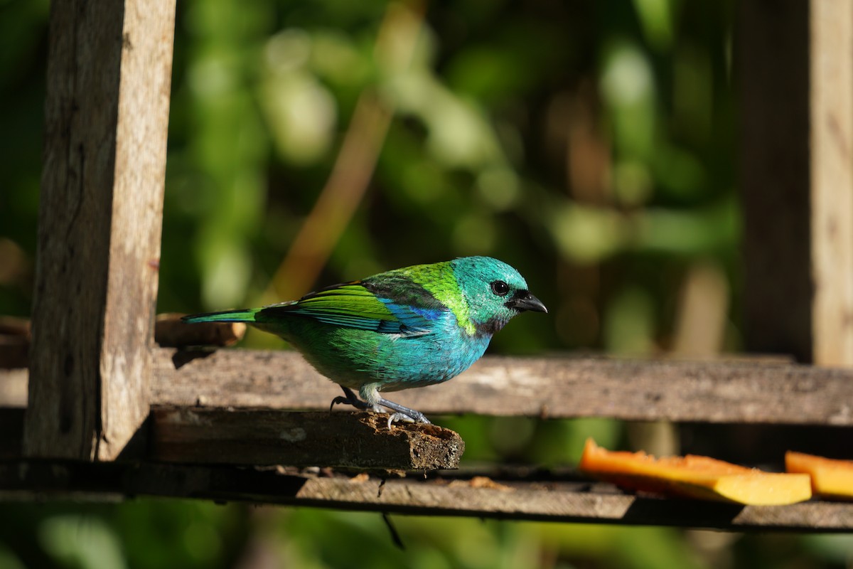 Green-headed Tanager - ML619960489