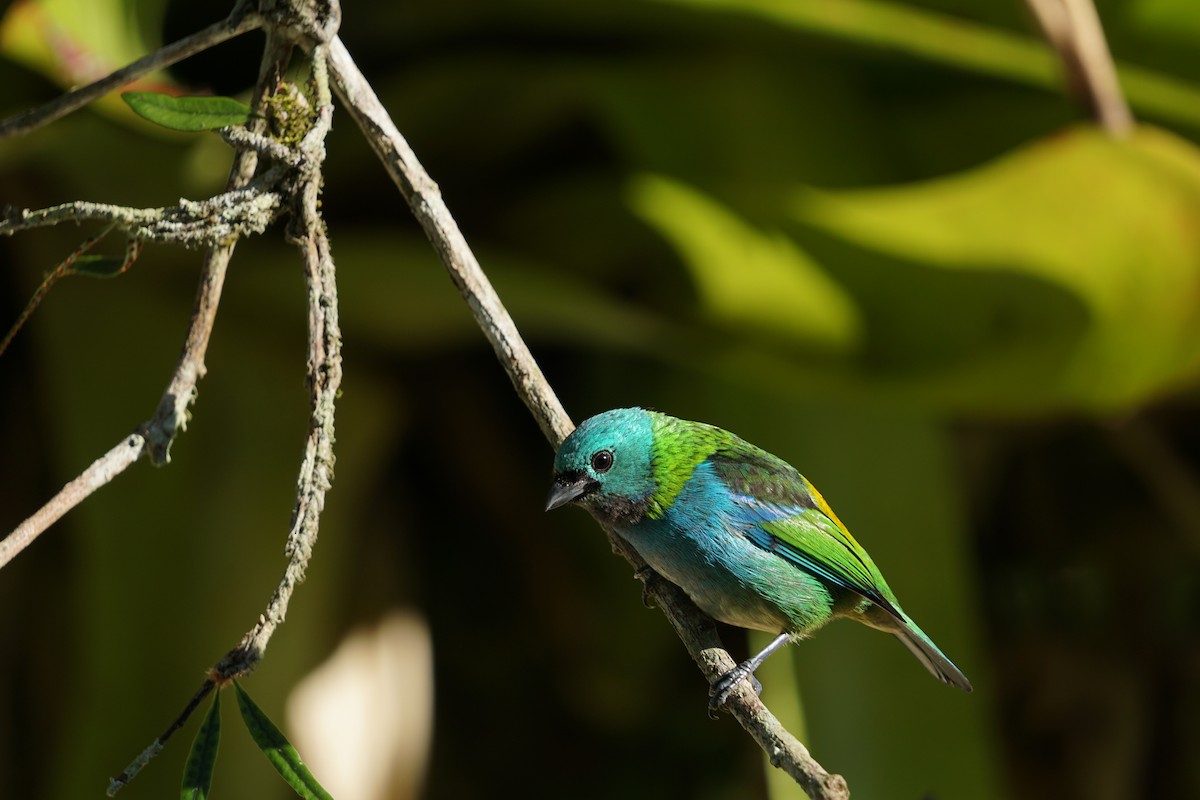 Green-headed Tanager - ML619960491
