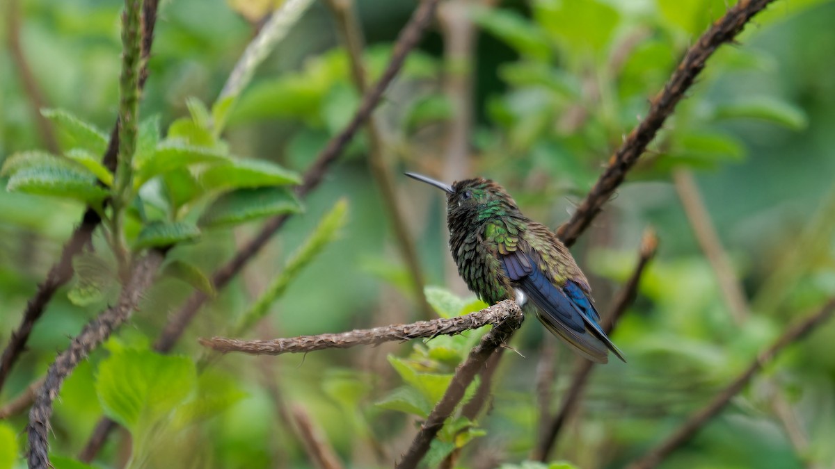 Blue-vented Hummingbird - ML619960494