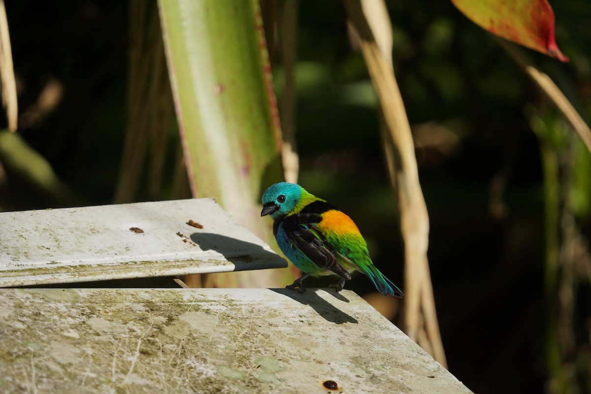 Green-headed Tanager - ML619960495